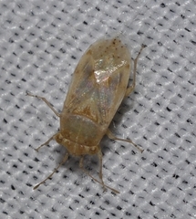 Engistus exsanguis