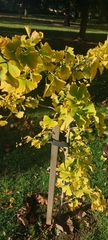 Ginkgo