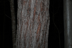 Eucalyptus baileyana