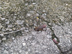 Fulgoridae