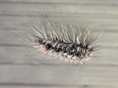 Tumicla sagenaria