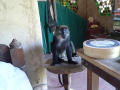 Cercopithecus mitis albogularis