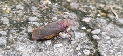 Fulgoridae