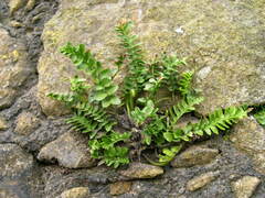 Asplenium marinum