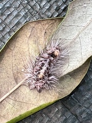 Tumicla sagenaria