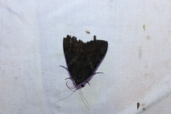 Catocala antinympha