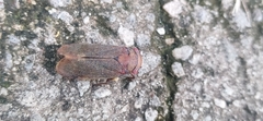 Fulgoridae