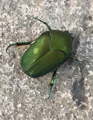 Cotinis mutabilis typica