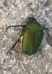 Cotinis mutabilis typica