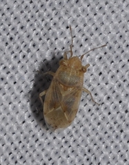 Engistus exsanguis