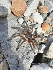 Harpactirinae