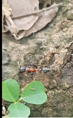 Tetraponera rufonigra