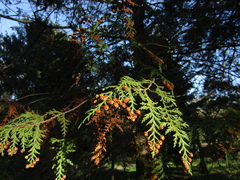 Chamaecyparis pisifera