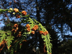 Chamaecyparis pisifera