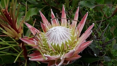 Protea cynaroides