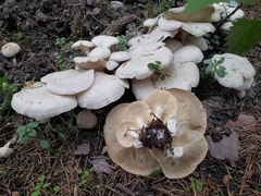 Leucocybe