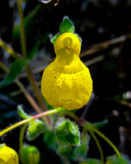 Calceolaria undulata