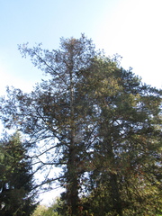 Chamaecyparis pisifera