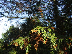 Chamaecyparis pisifera