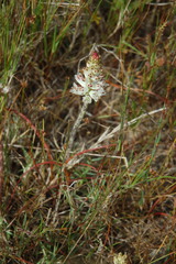 Lachenalia contaminata