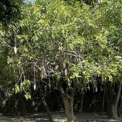 Kigelia
