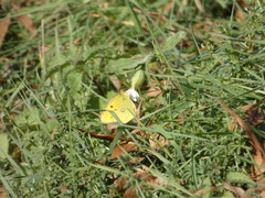 Colias croceus