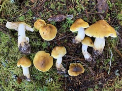 Tricholoma fumosoluteum