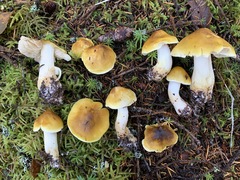 Tricholoma fumosoluteum