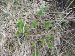 Veronica strictissima