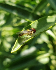 Allograpta hortensis