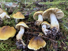 Tricholoma fumosoluteum