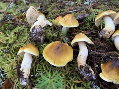 Tricholoma fumosoluteum