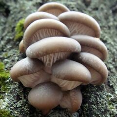 Pleurotus ostreatus