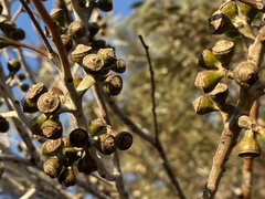 Eucalyptus salubris