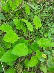 Borago