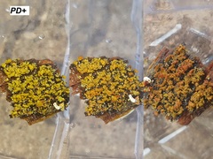 Cladonia parasitica