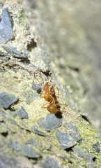 Notoncus spinisquamis