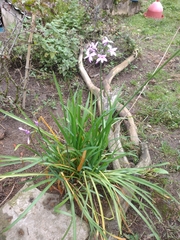 Tulbaghia