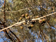 Eucalyptus salubris