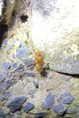 Notoncus spinisquamis