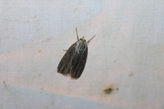 Acronicta lithospila