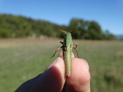 Locusta