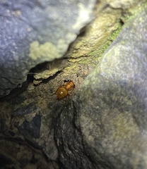 Notoncus spinisquamis