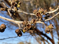 Eucalyptus salubris