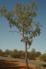 Corymbia