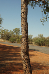 Corymbia