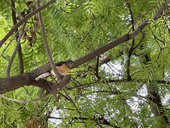 Copsychus malabaricus
