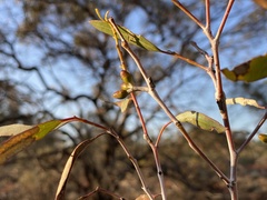Eucalyptus salubris