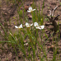 Moraea tricuspidata