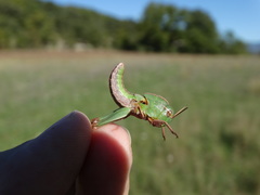 Locusta
